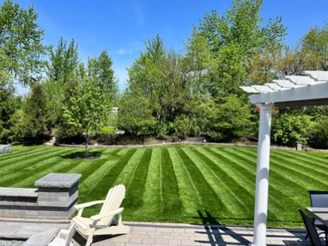 Twin City Seed Blue Envy Kentucky Bluegrass Blend - photo 2