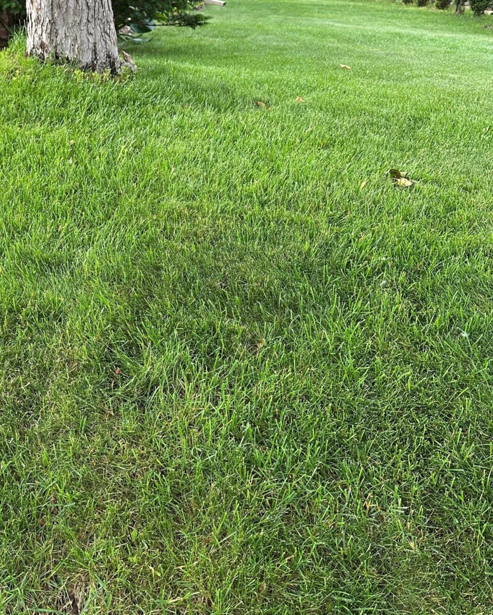 Twin City Seed Blue Shadow Kentucky Bluegrass & Fine Fescue Mixture - photo 2