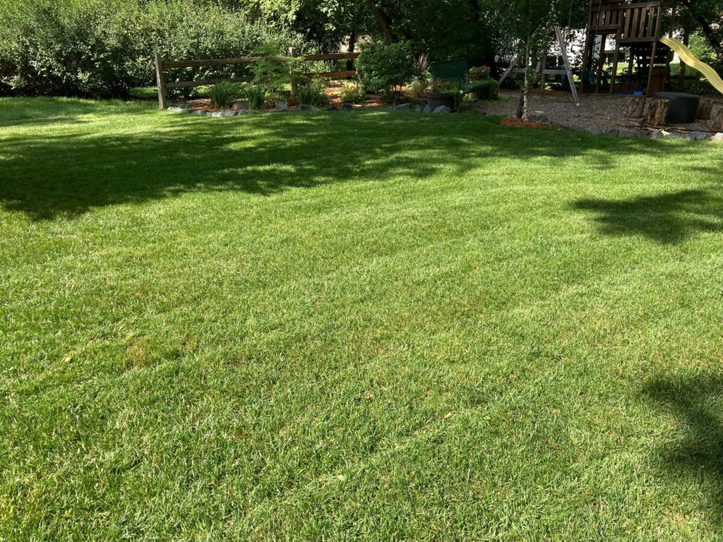 Twin City Seed Premium Tuff Turf Lawn Seed Mixture - photo 3