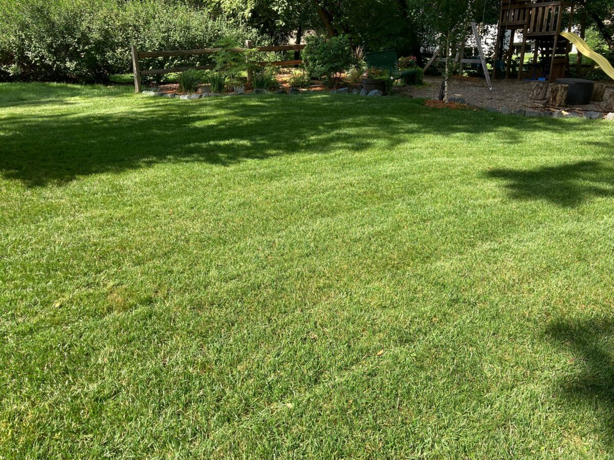 Twin City Seed Premium Tuff Turf Lawn Seed Mixture - photo 3