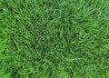 TCS Dense Shade Lawn Seed Mixture - photo 1