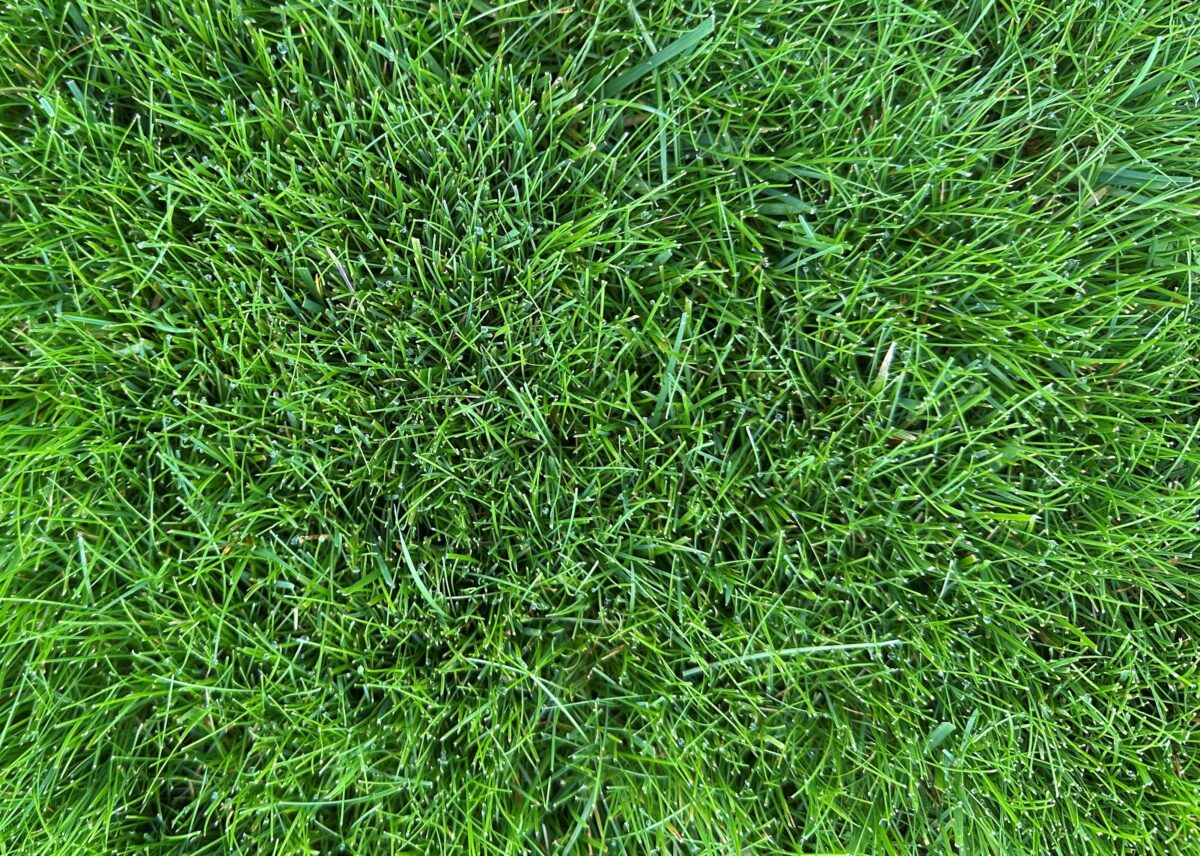 TCS Dense Shade Lawn Seed Mixture - photo 1