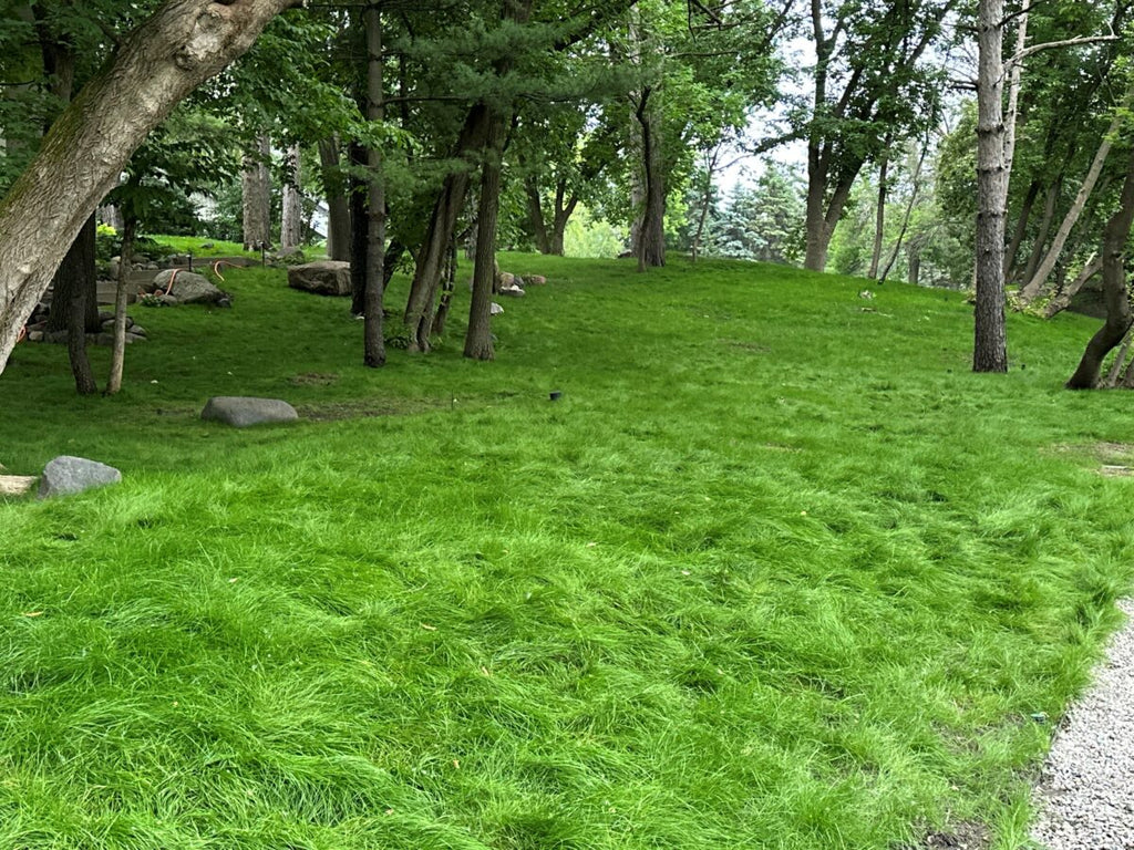 Twin City Seed Premium ECO Seed Low-Grow Fescue Mixture - photo 3