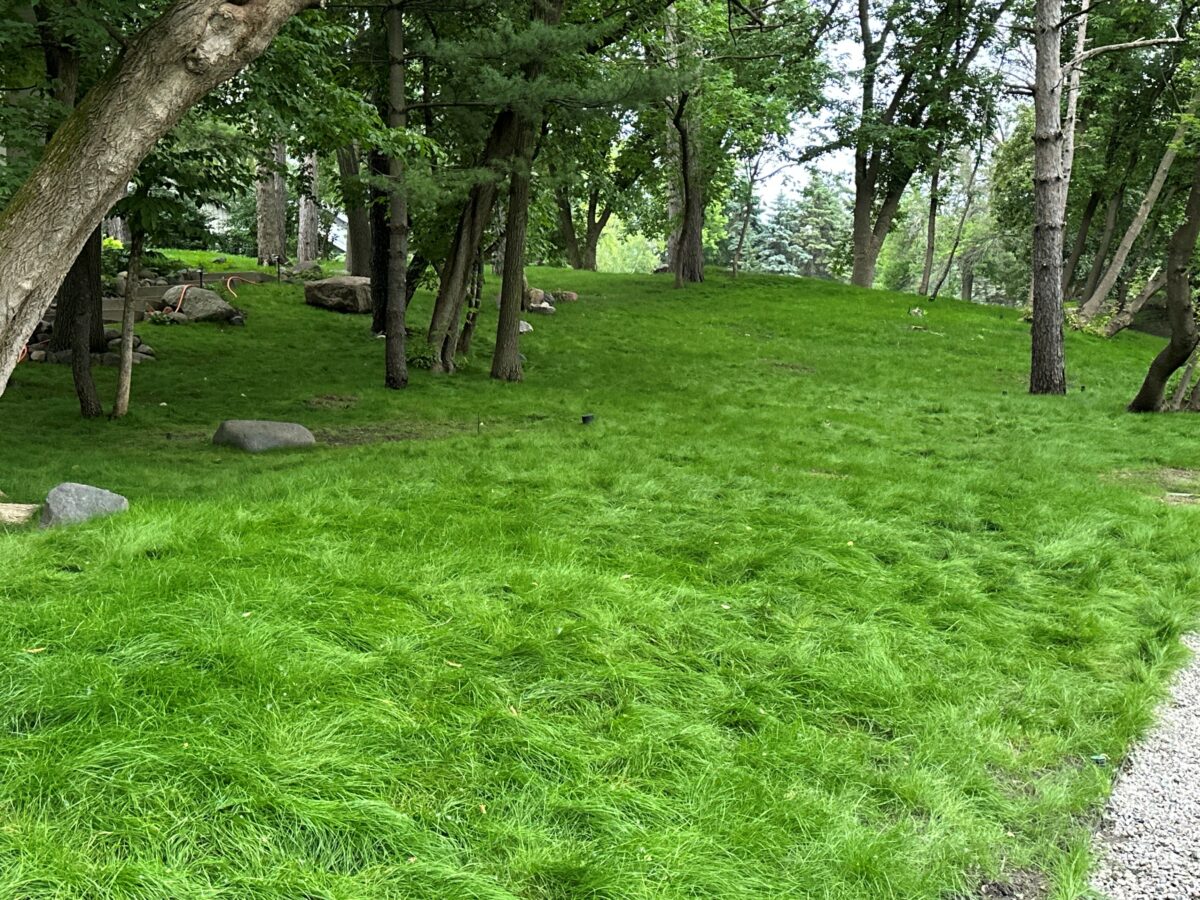 Twin City Seed Premium ECO Seed Low-Grow Fescue Mixture - photo 3