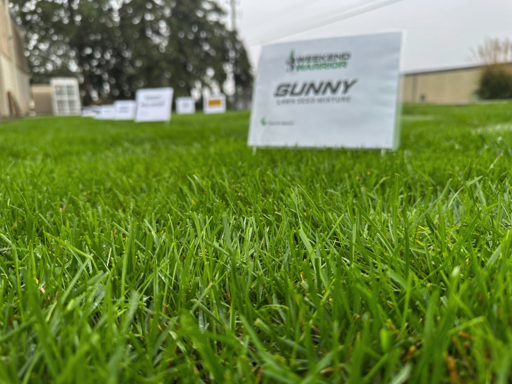 Twin City Seed Weekend Warrior Sunny Lawn Seed Mixture - photo 2