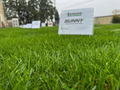 TCS Sunny Lawn Seed Mixture - photo 1