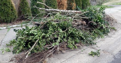 DISPOSAL - Brush & Logs