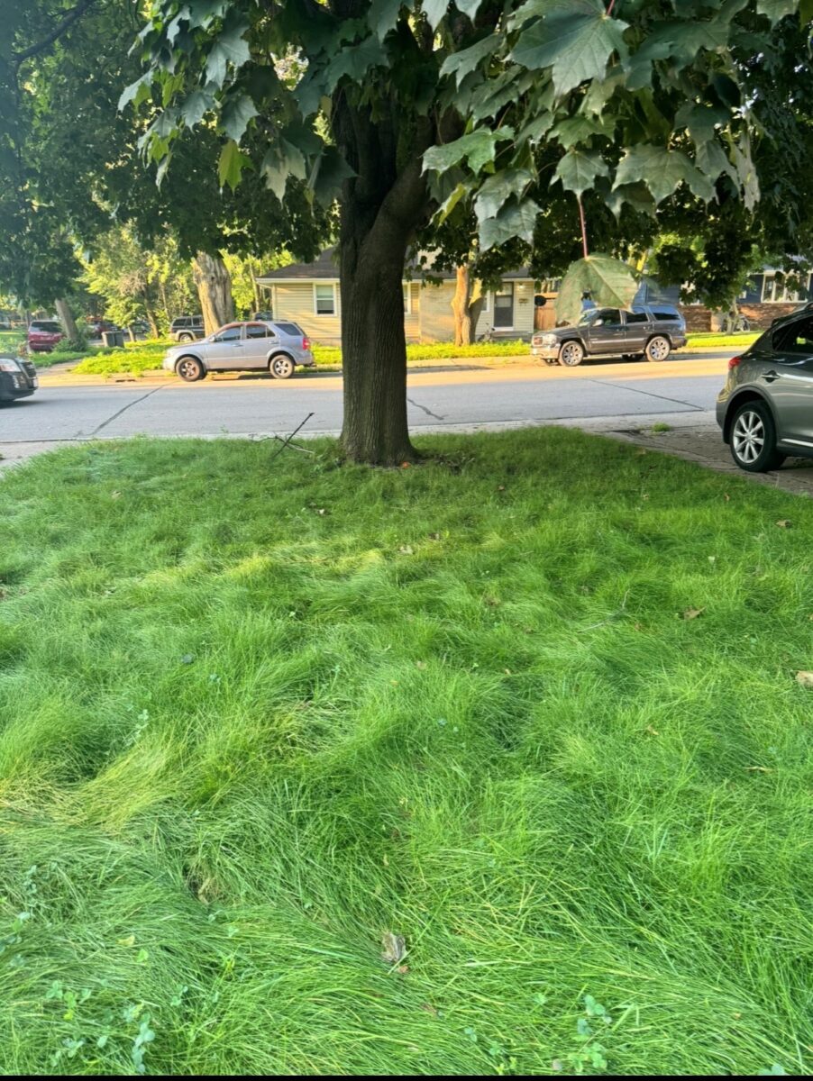 Twin City Seed Premium ECO Seed Low-Grow Fescue Mixture - photo 2